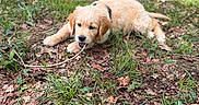Buddy participe au concours pour gagner de l'argent avec cette photo : puppy, dog, golden_retriever, grass, leaf_litter, outdoor, nature, chewing, stick, young_animal, canine, playful, fur, pet, animal, ground, daylight, closeup, cute, fluffy