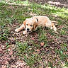 puppy, dog, golden_retriever, grass, leaf_litter, outdoor, nature, chewing, stick, young_animal, canine, playful, fur, pet, animal, ground, daylight, closeup, cute, fluffy