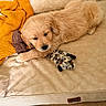 Buddy a rejoint le concours — aidez-le/la à gagner de superbes lots ! puppy, golden_retriever, dog, dog_bed, blanket, plush_toy, indoor, cozy, sleepy, cute, pet, fur, animal, resting, canine, soft, yellow, brown, furniture, relaxing