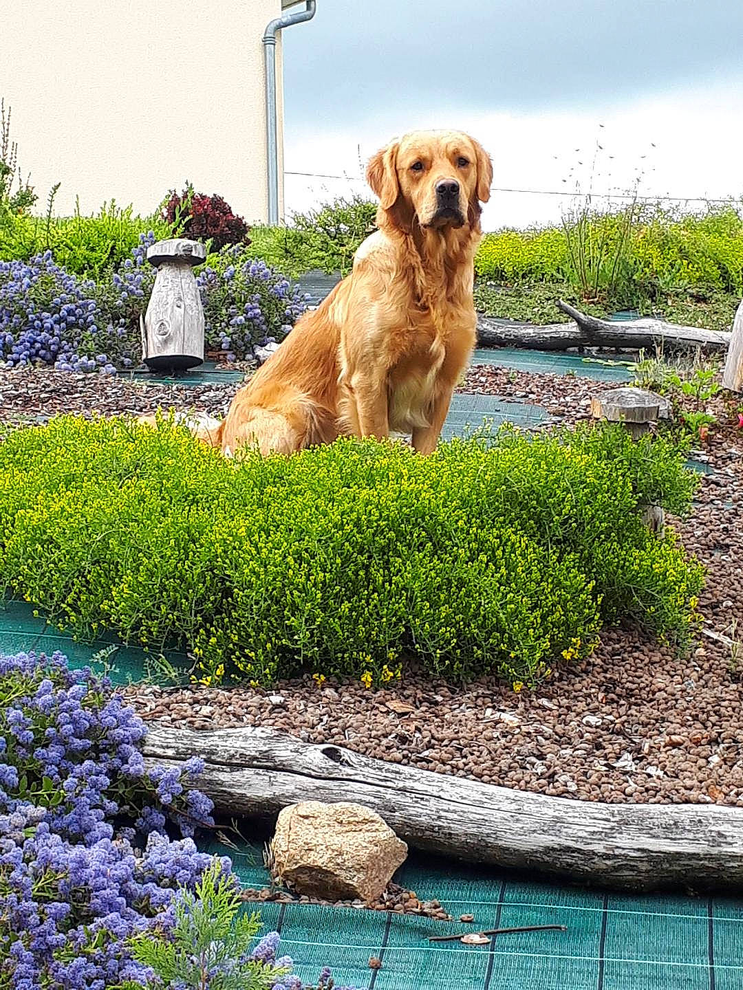 Océan participe au concours pour gagner de l'argent avec cette photo : anatolian_shepherd_dog, broholmer, canidae, carnivore, companion_dog, dog, dog_breed, fawn, flower, garden, golden_retriever, grass, hovawart, labrador_retriever, mammal, plant, retriever, shrub, sporting_group, styrian_coarse_haired_hound
