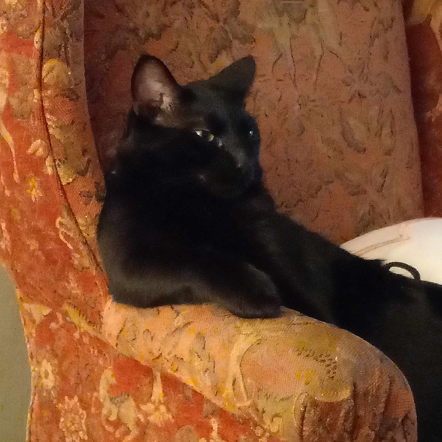 Salem