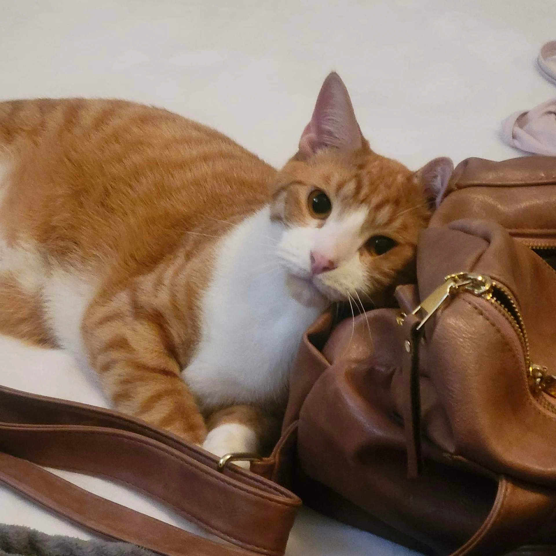Milo joined the competition — help win amazing prizes! abyssinian, accessories, animal, backpack, bag, baggage, blanket, cat, handbag, hardwood, kitten, manx, pet, purse, stainedwood, strap, totebag, wood