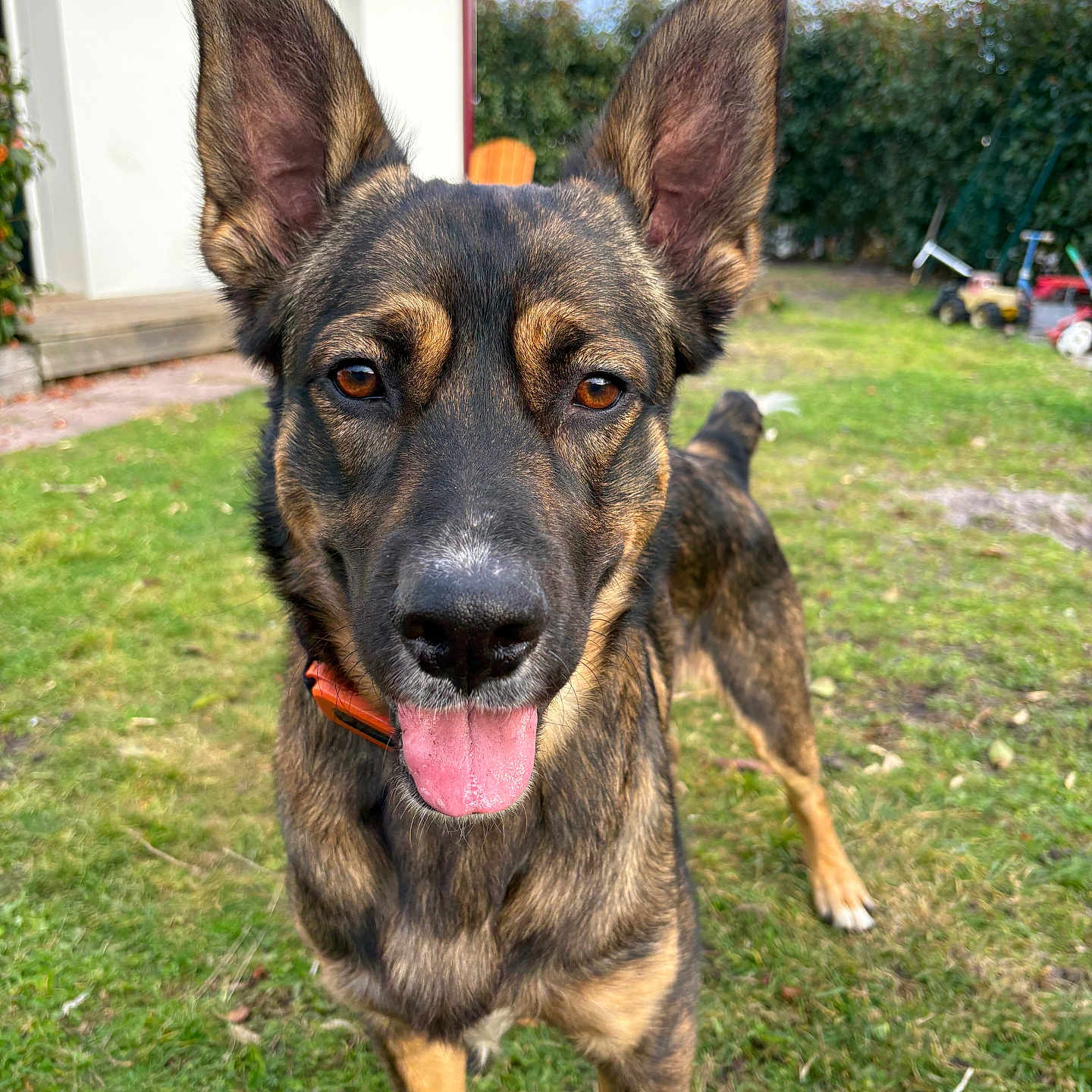 Ibi participe au concours pour gagner de l'argent avec cette photo : animal, backyard, black, brown, canine, closeup, collar, daytime, dog, ears, fur, garden, grass, happy, house, nature, outdoor, pet, playful, tongue