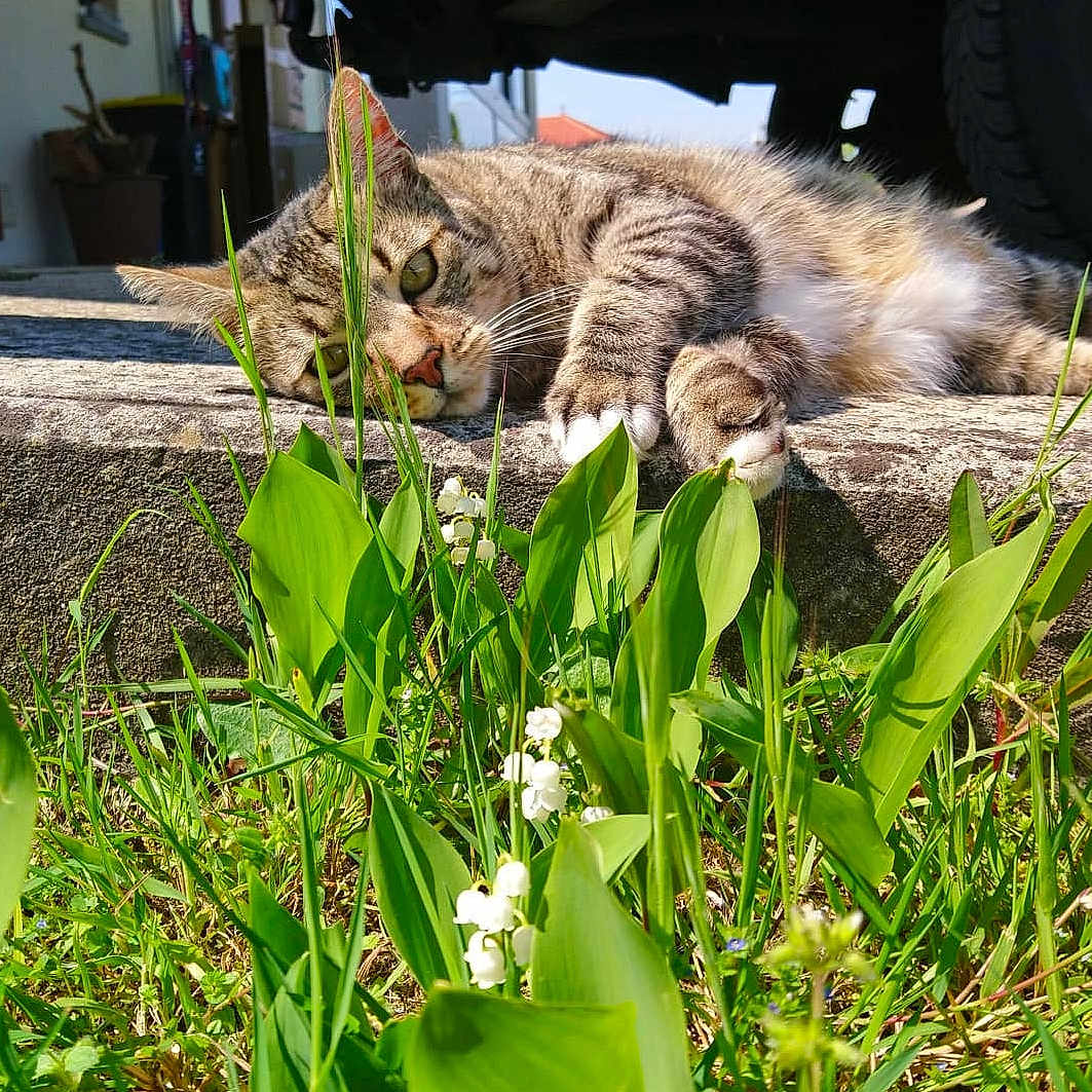 Ippy participe au concours pour gagner de l'argent avec cette photo : animal, cat, face, flower, grass, green, herbal, herbs, jar, kitten, leaf, pet, petal, plant, planter, pottedplant, pottery, rock, vase, vegetation