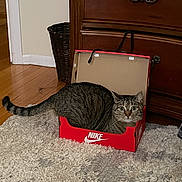 June joined the competition — help win amazing prizes! animal, box, carpet, cat, cozy, curious, domestic, dresser, feline, furniture, home, indoor, nike_box, pet, rug, shoebox, sitting, tabby_cat, wide_eyes, wooden_floor