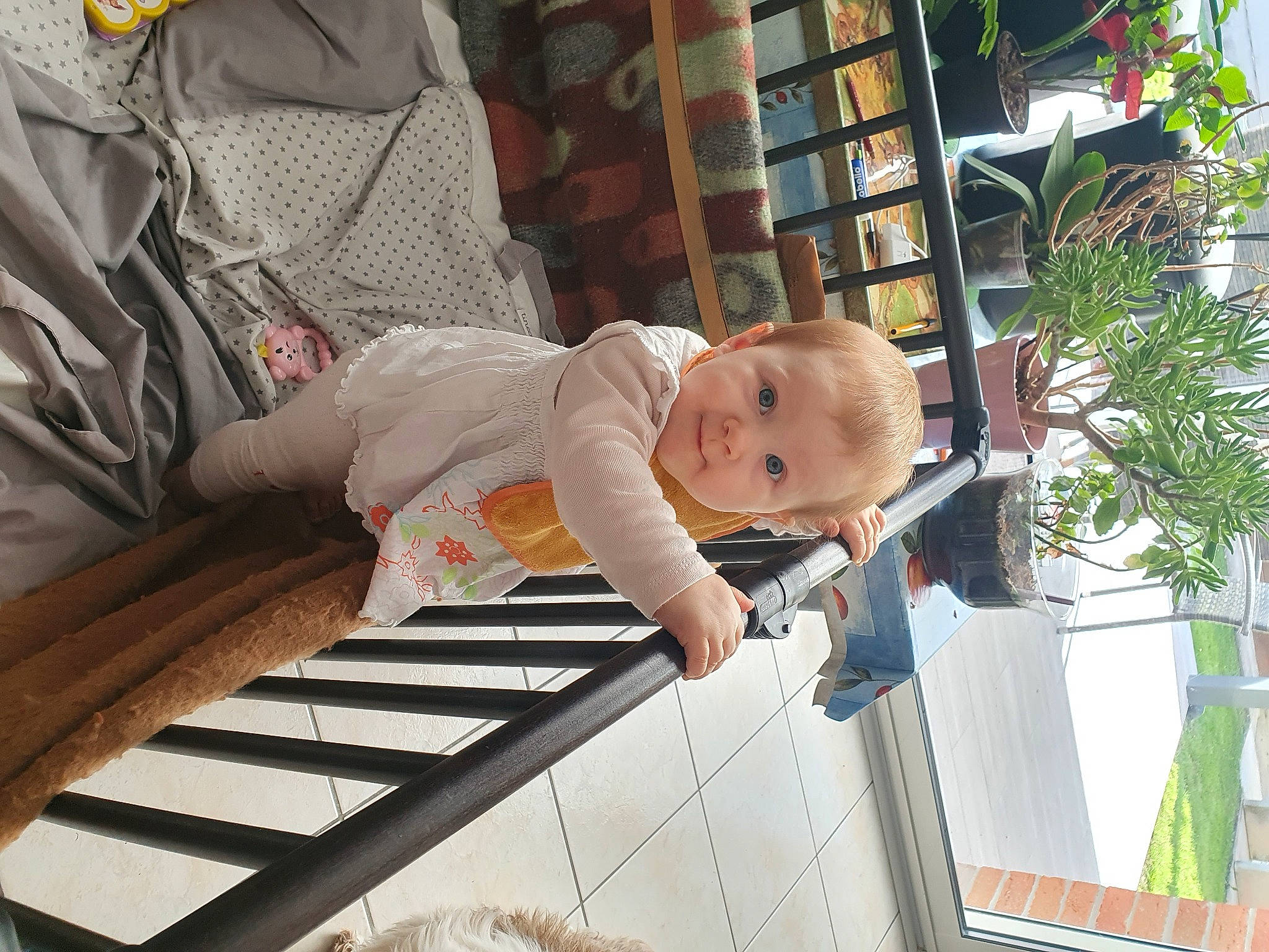 éléanore participe au concours pour gagner de l'argent avec cette photo : baby, baby_products, baby_safety, baby_toddler_clothing, bookcase, child, comfort, flowerpot, houseplant, leisure, person, plant, shelf, shelving, sleeve, toddler, tree, vacation, wood