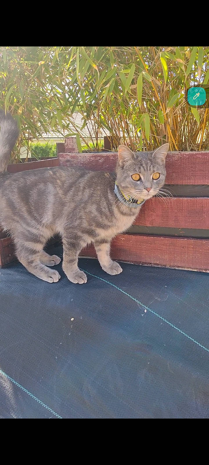 Tipie participe au concours pour gagner de l'argent avec cette photo : art, carnivore, cat, domestic_short_haired_cat, eye, fawn, felidae, fur, grass, paw, plant, road_surface, sitting, small_to_medium_sized_cats, snout, tail, terrestrial_animal, tree, whiskers, wildlife