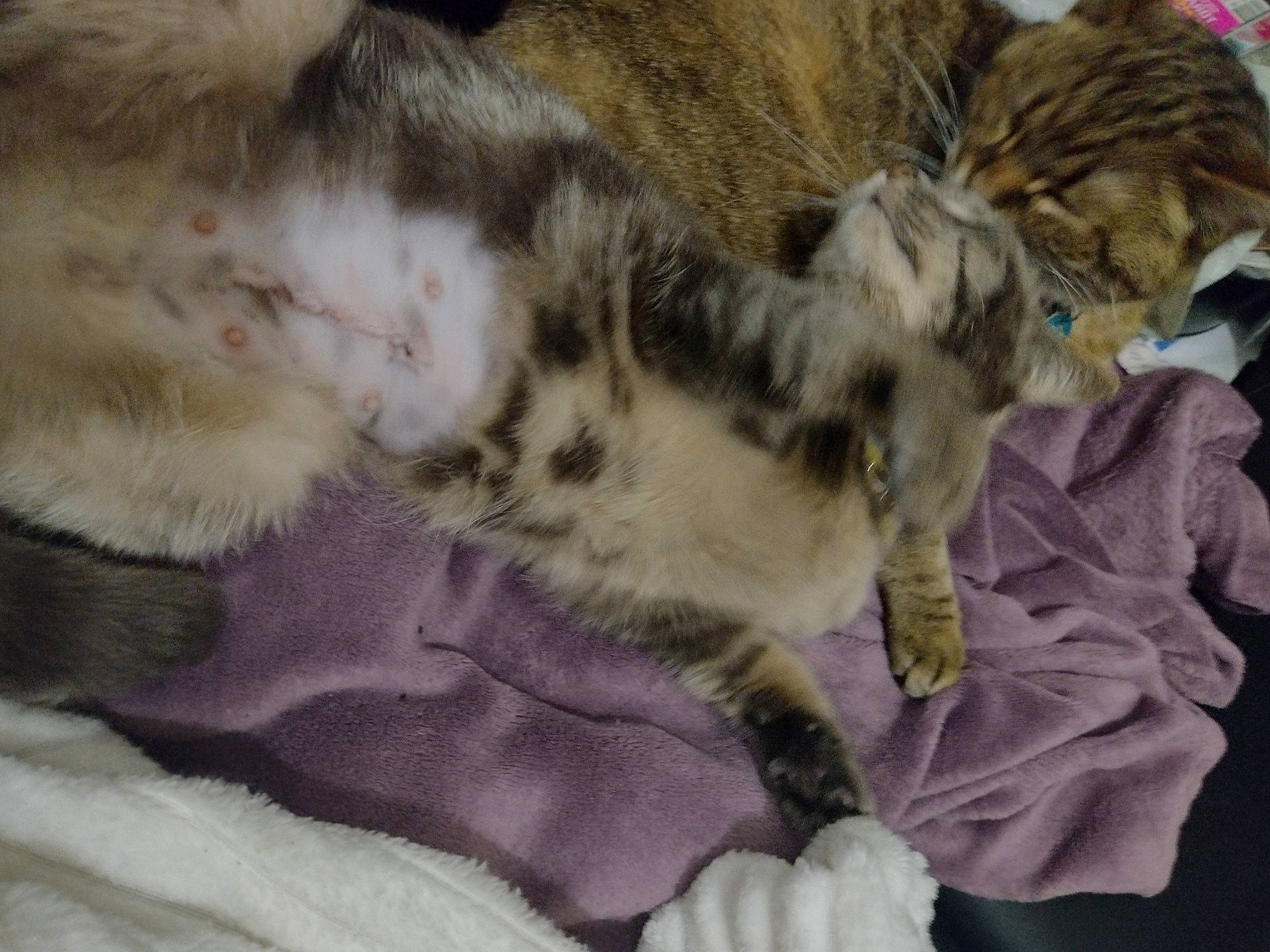 Tipie a rejoint le concours — aidez-le/la à gagner de superbes lots ! carnivore, cat, claw, comfort, domestic_short_haired_cat, fawn, felidae, fur, nap, paw, sleep, small_to_medium_sized_cats, snout, tail, terrestrial_animal, textile, whiskers, wildlife