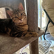 Psycho Susie joined the competition — help win amazing prizes! cat, tabby_cat, pet, animal, feline, indoor, cat_tree, carpeted, relaxed, lounging, window, natural_light, chair, home, cozy, whiskers, ears, paw, looking, domestic_cat