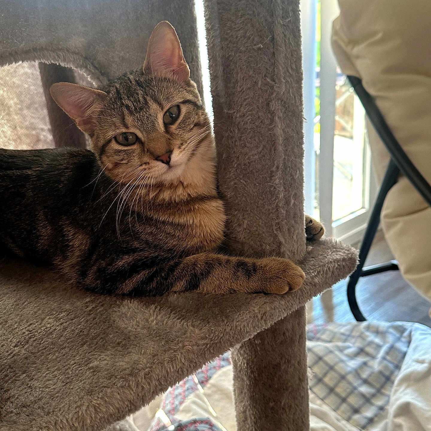 Psycho Susie joined the competition — help win amazing prizes! cat, tabby_cat, pet, animal, feline, indoor, cat_tree, carpeted, relaxed, lounging, window, natural_light, chair, home, cozy, whiskers, ears, paw, looking, domestic_cat