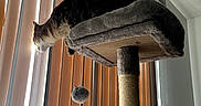 Psycho Susie is registered to the contest to win money with this photo: animal, cat, cat_tree, ceiling, cozy, curious, dangle, feline, gray, home, indoor, perch, pet, rope, shadow, sunlight, toy, vertical_blinds, wall, window