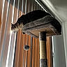 Psycho Susie joined the competition — help win amazing prizes! animal, cat, cat_tree, cozy, curious, daylight, feline, gray, home, indoor, perched, pet, quiet, relaxation, scratching_post, shadow, sunlight, toy_ball, vertical_blinds, window
