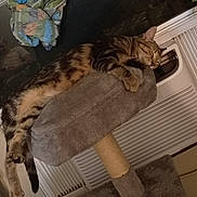 Psycho Susie joined the competition — help win amazing prizes! animal, blinds, cat, cat_tree, cozy, curtain, elevated, fur, furniture, home, indoor, napping, paw, pet, relaxation, resting, sleeping, soft, tabby_cat, window