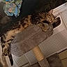animal, blinds, cat, cat_tree, cozy, curtain, elevated, fur, furniture, home, indoor, napping, paw, pet, relaxation, resting, sleeping, soft, tabby_cat, window