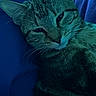 Psycho Susie is registered to the contest to win money with this photo: animal, blue_blanket, cat, closeup, cozy, cute, domestic_cat, ears, face, feline, fur, indoor, pet, portrait, relaxed, resting, sleepy, soft_lighting, tabby, whiskers