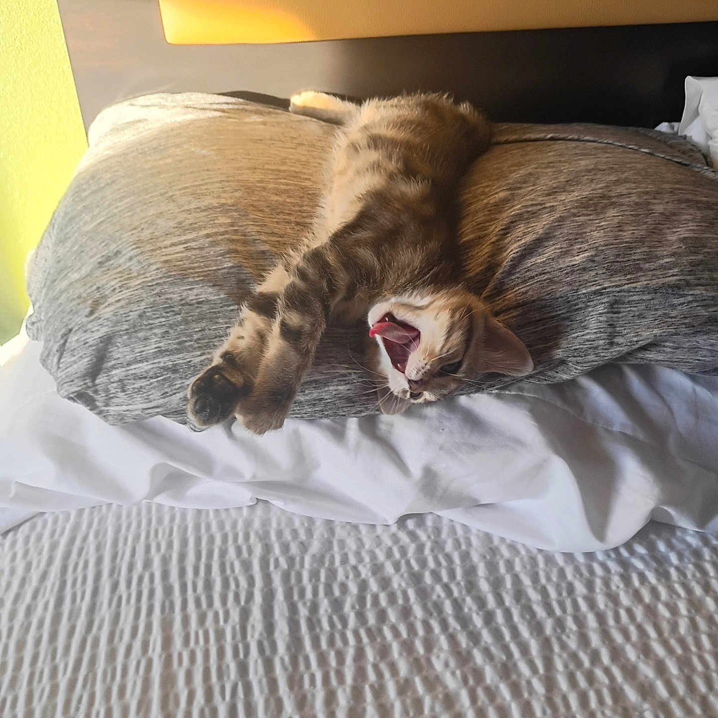 Psycho Susie joined the competition — help win amazing prizes! kitten, cat, pillow, bed, stretching, yawning, feline, pet, indoor, cozy, sleepy, fur, whiskers, tabby, cute, animal, resting, home, soft, relaxation