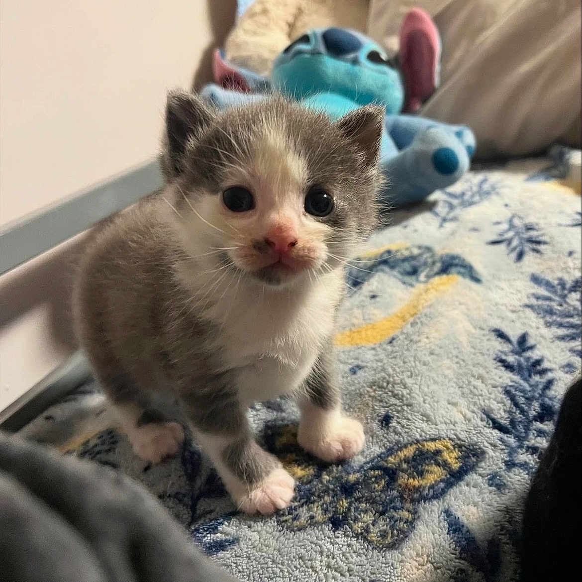 Moori joined the competition — help win amazing prizes! animal, bedroom, blanket, cat, cozy, curious, cute, domestic_animal, fluffy, fur, indoor, kitten, paws, pet, plush_toy, small, soft_toy, stitch_toy, whiskers, young
