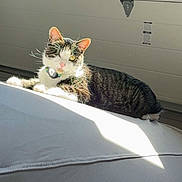 Deebo is registered to the contest to win money with this photo: cat, one-eyed_cat, sunlight, indoor, relaxed, white_surface, garage_door, pet, feline, striped_fur, collar, whiskers, ears, shadow, daylight, animal, domestic_cat, cute, resting, closeup