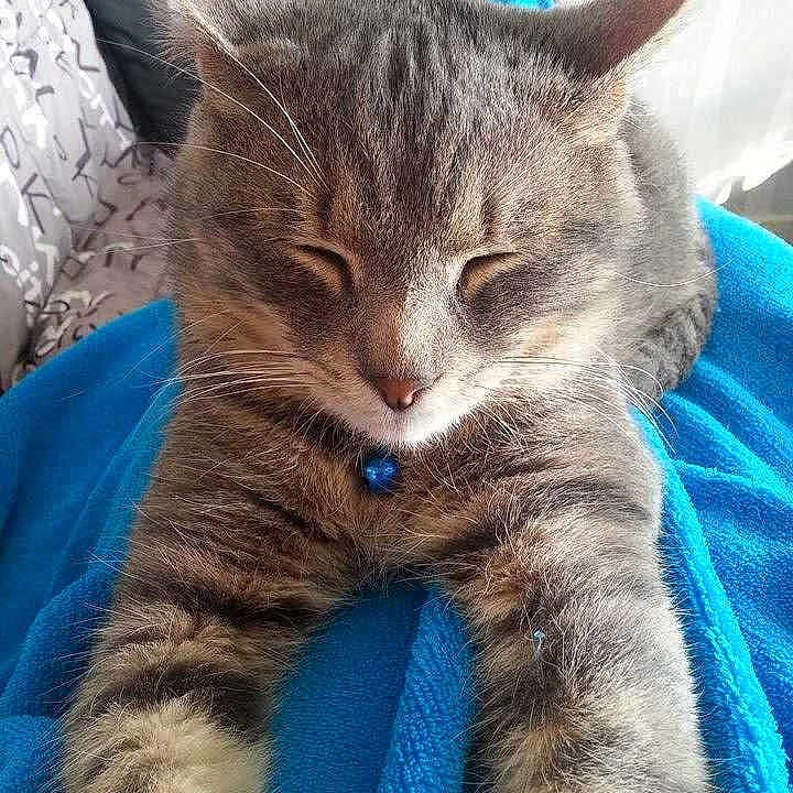 Mougli