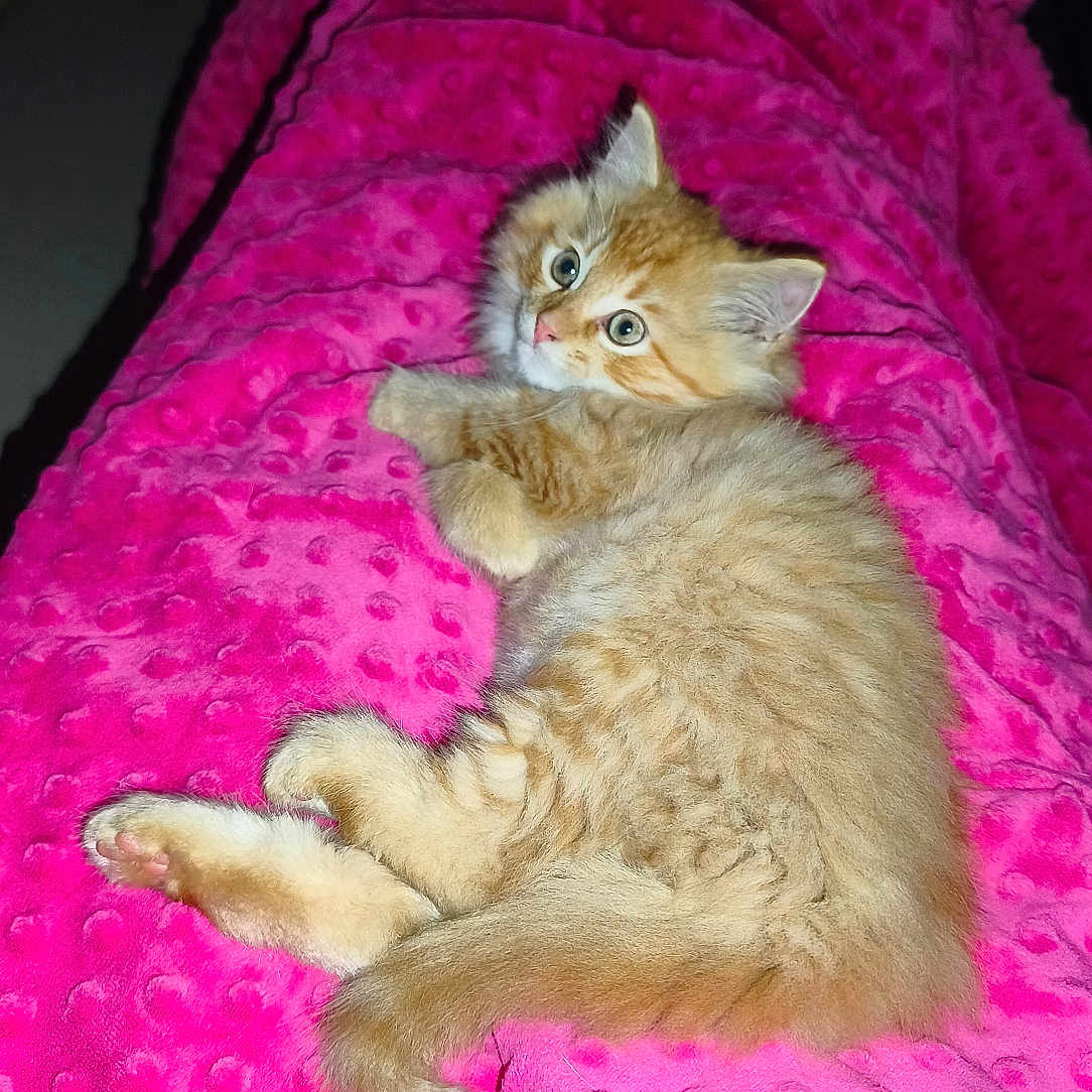 Simba