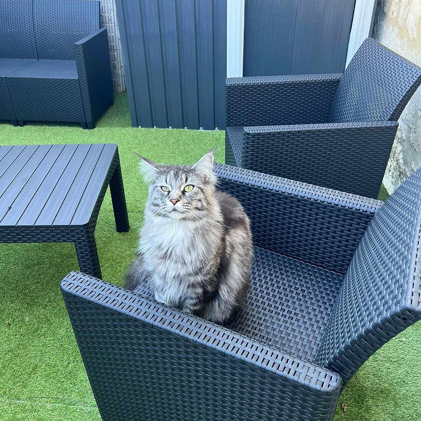 Ruby a rejoint le concours — aidez-le/la à gagner de superbes lots ! animal, artificial_grass, backyard, calm, cat, chair, cute, daylight, domestic_cat, feline, fluffy, furniture, gray, green, outdoor, patio_furniture, pet, relaxing, sitting, tabby