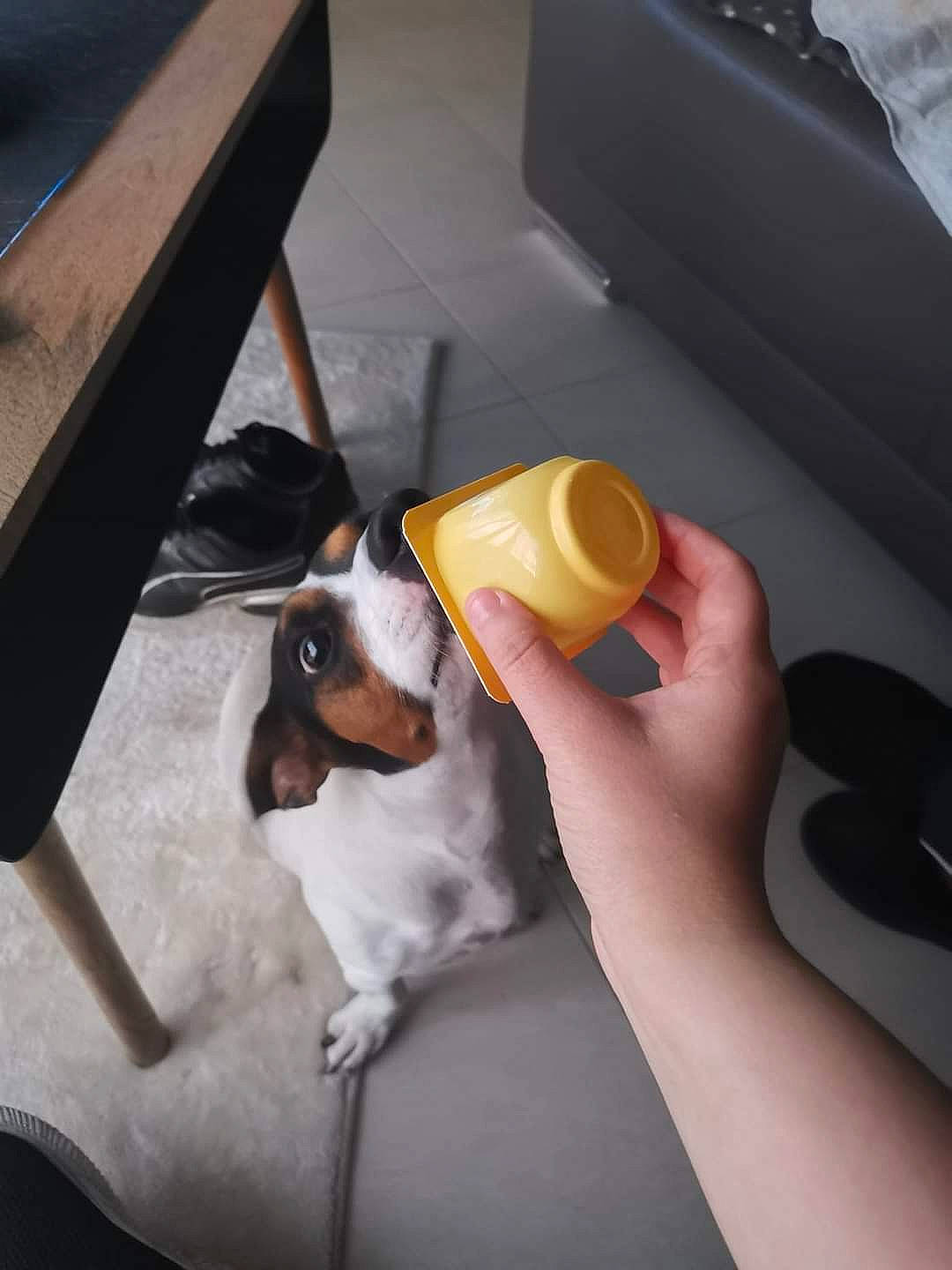 Pepette participe au concours pour gagner de l'argent avec cette photo : canidae, carnivore, comfort, companion_dog, cup, dog, dog_breed, eyewear, finger_food, flooring, human_leg, knee, orange_juice, scent_hound, sitting, sporting_group, tail, thigh, toy_dog, wood