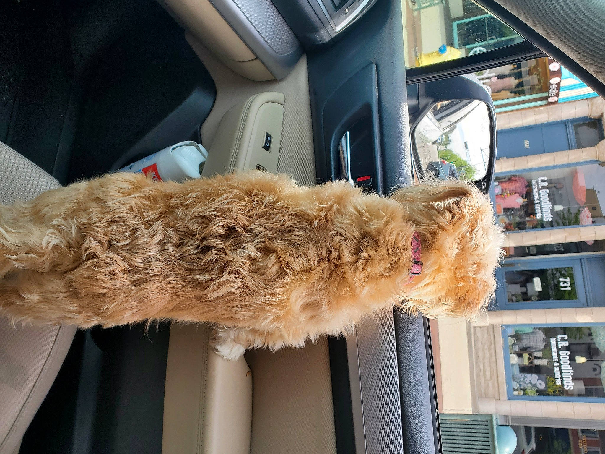 Zoe is registered to the contest to win money with this photo: auto_part, automotive_exterior, car, car_seat, carnivore, comfort, companion_dog, dog, dog_breed, family_car, fawn, fur, luxury_vehicle, motor_vehicle, personal_luxury_car, poodle, tail, terrier, vehicle, vehicle_door