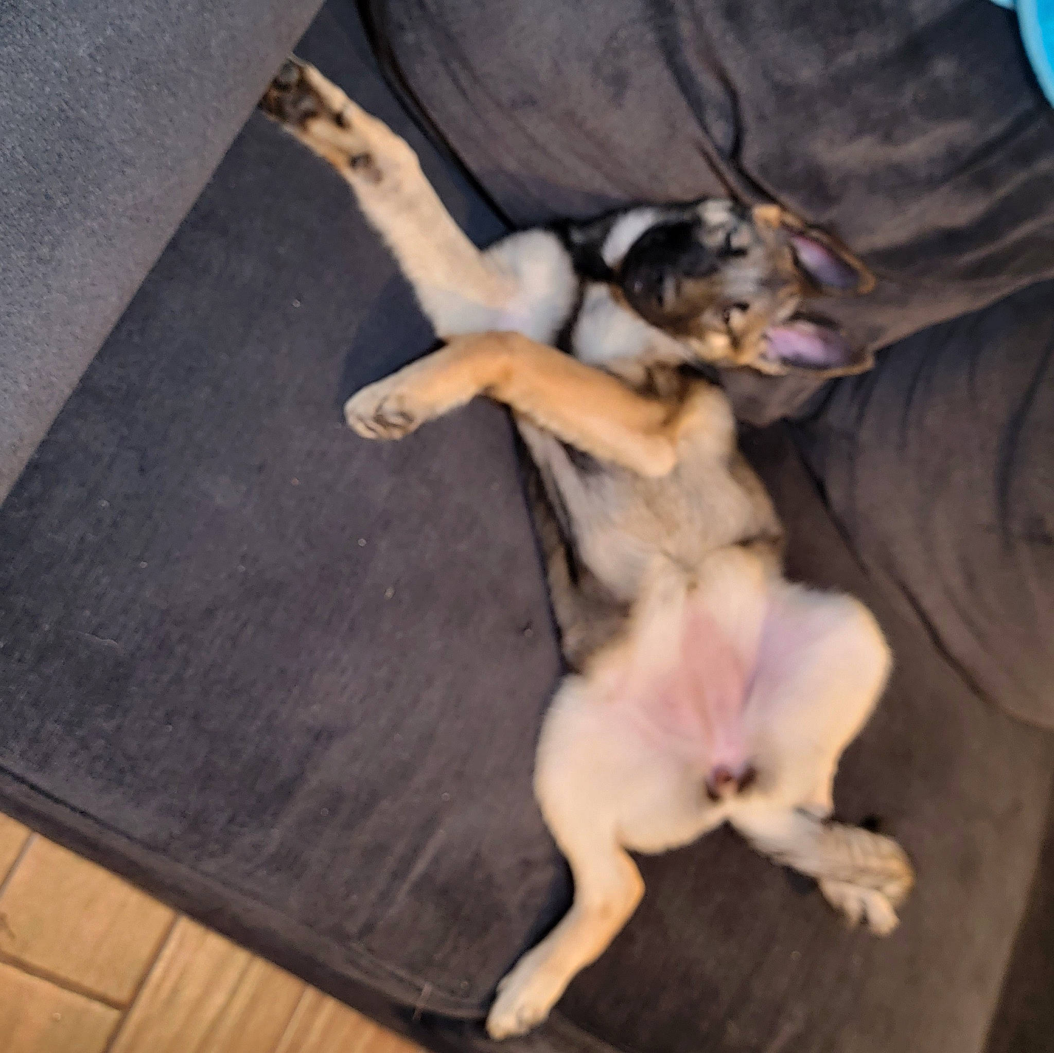 Nalla joined the competition — help win amazing prizes! canidae, carnivore, comfort, companion_dog, dog, dog_breed, fawn, flooring, fur, hardwood, human_leg, paw, plank, snout, sporting_group, tail, toy_dog, wood, wood_flooring, working_animal