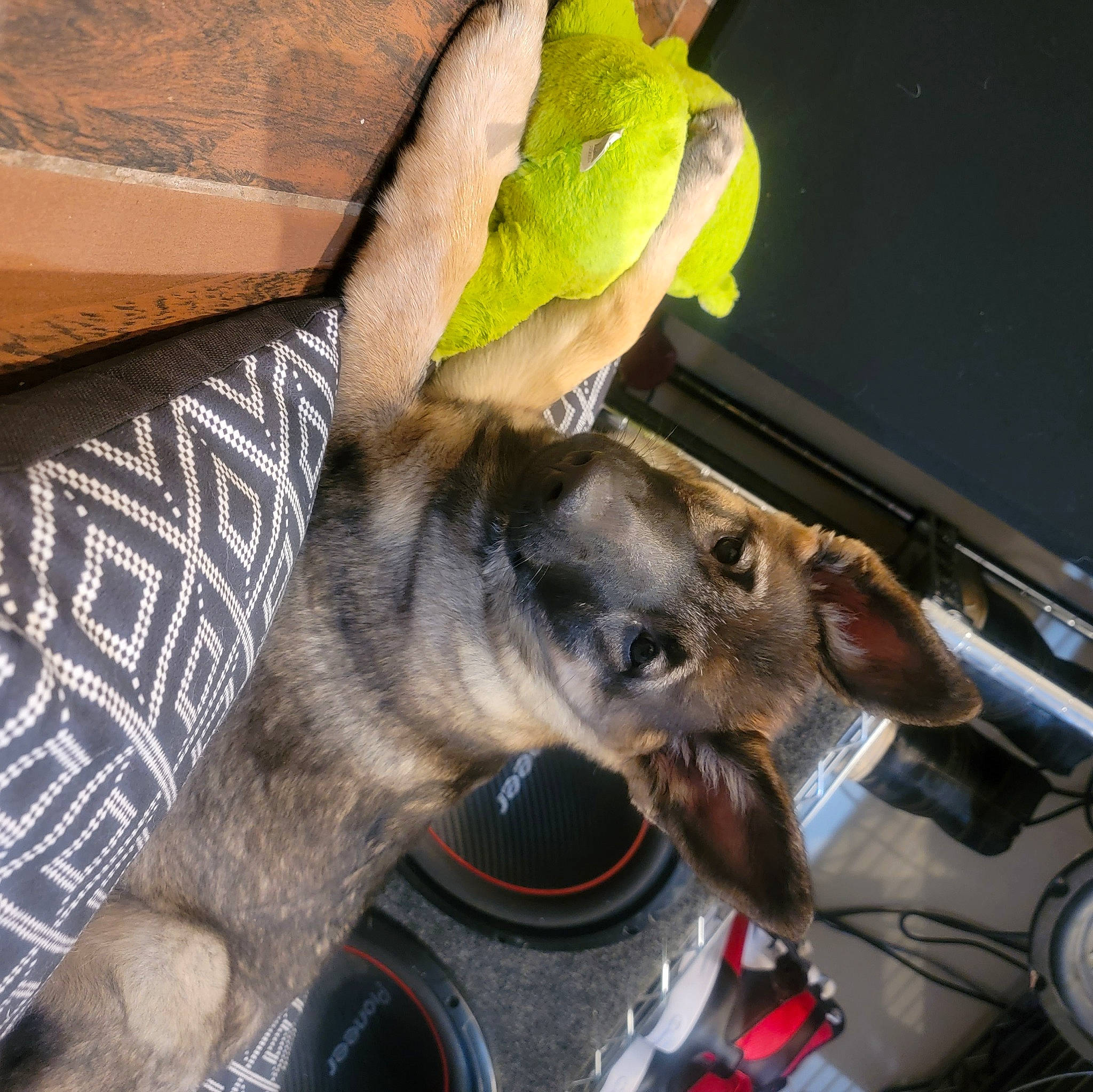 Nalla is registered to the contest to win money with this photo: auto_part, canidae, carnivore, collar, dog_breed, fawn, fur, iguania, reptile, snout, sporting_group, tail, vehicle, working_animal