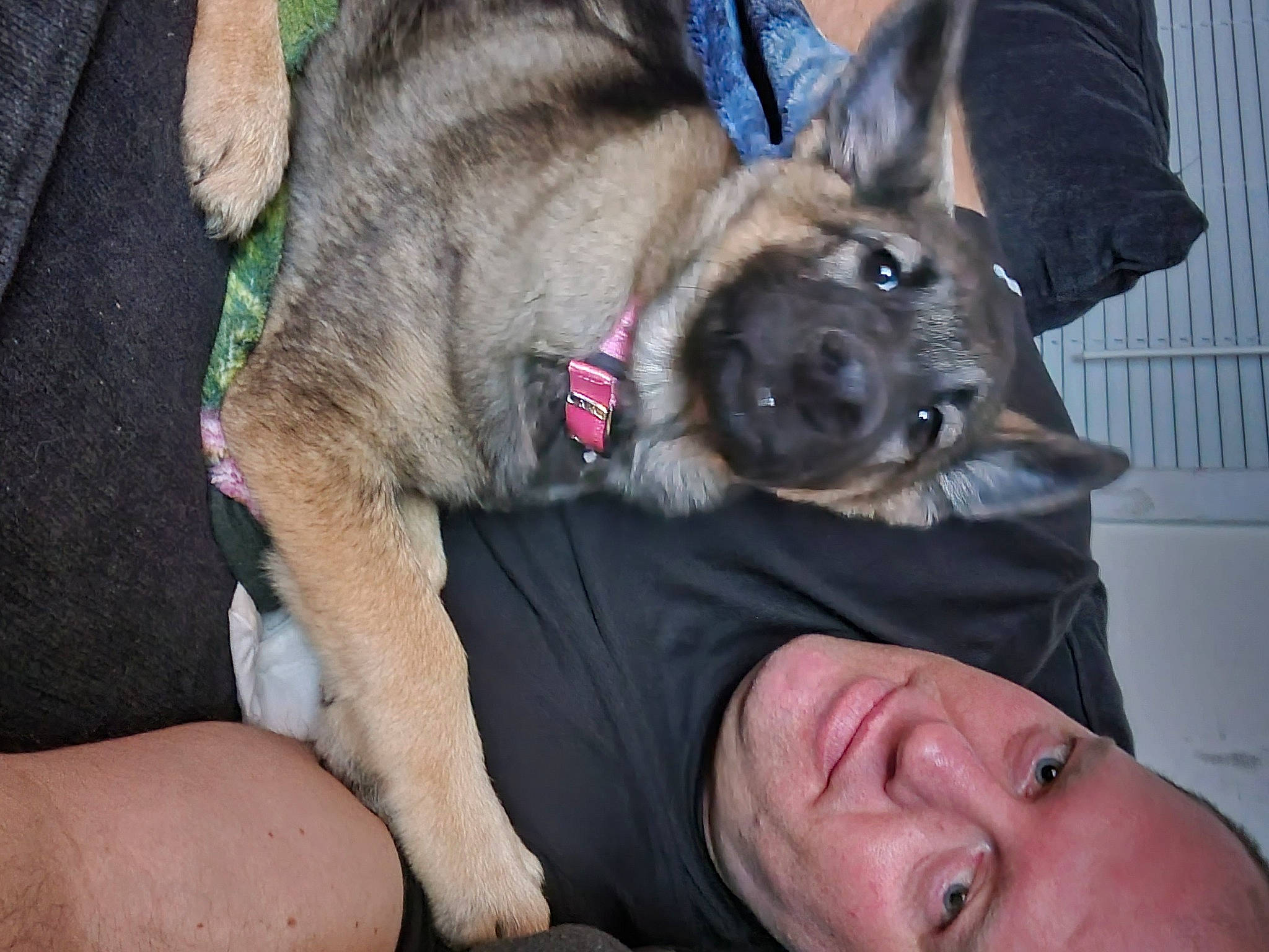 Nalla is registered to the contest to win money with this photo: canidae, carnivore, collar, comfort, companion_dog, dog, dog_breed, fawn, fur, gesture, non_sporting_group, paw, puppy, snout, sporting_group, working_animal, working_dog