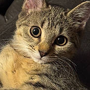 Anastasia is registered to the contest to win money with this photo: animal, cat, close_up, curious, cute, feline, fur, indoor, kitten, lying_down, mammal, pet, portrait, relaxed, small, soft, tabby, whiskers, wide_eyes, young