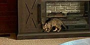 Anastasia is registered to the contest to win money with this photo: brick_wall, cabinet, carpet, cat, cozy, curious, decor, fireplace, floor, furniture, home, indoor, kitten, living_room, pet, rug, small_animal, tabby, table, wooden_table