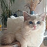 cat, kitten, white_fur, blue_eyes, fluffy, long_hair, pet, animal, portrait, sitting, indoors, chair, furniture, cushion, houseplant, vase, dried_flowers, home_decor, cozy, close_up