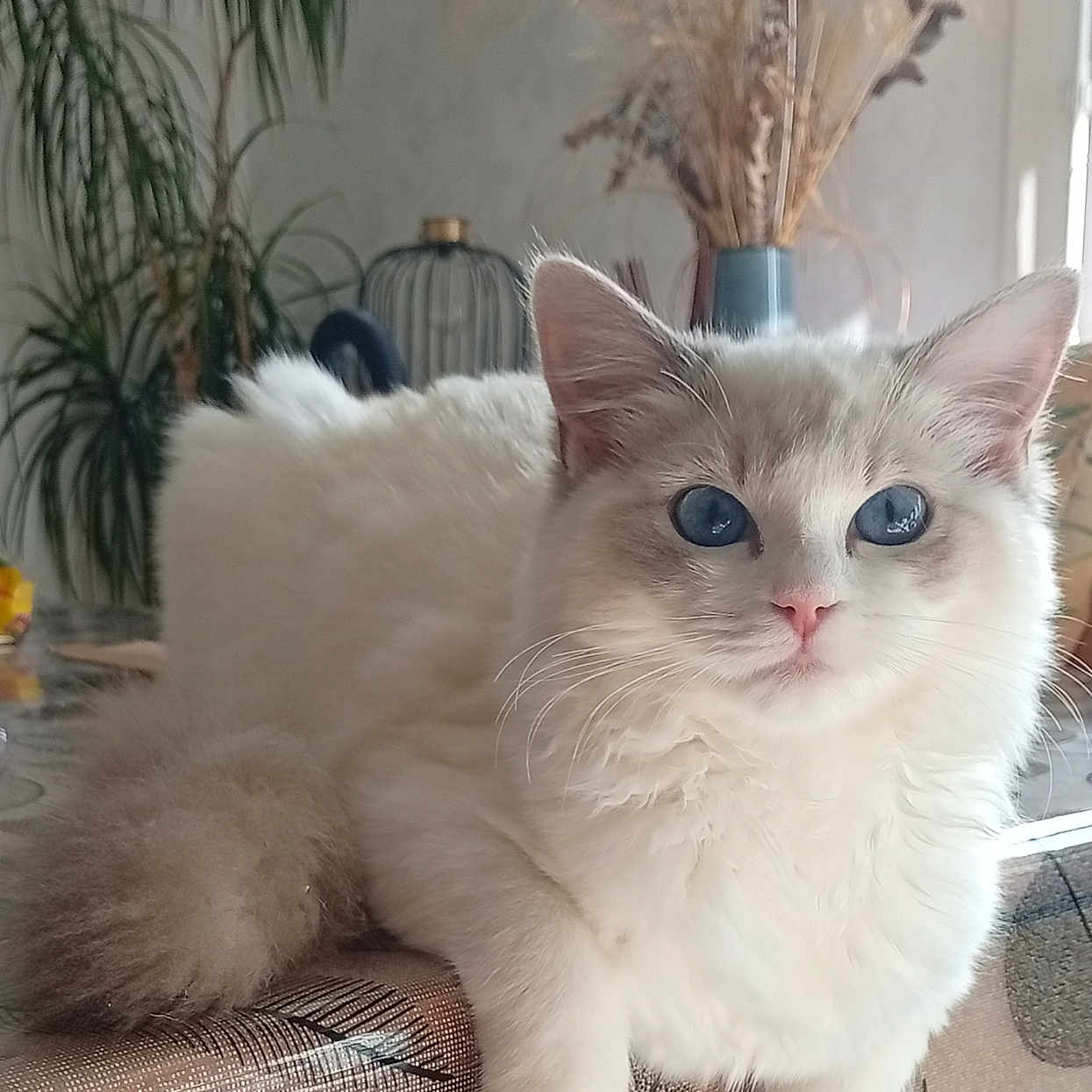 Shelsy participe au concours pour gagner de l'argent avec cette photo : cat, kitten, white_fur, blue_eyes, fluffy, long_hair, pet, animal, portrait, sitting, indoors, chair, furniture, cushion, houseplant, vase, dried_flowers, home_decor, cozy, close_up