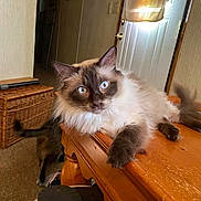 Rosko is registered to the contest to win money with this photo: cat, indoor, wooden_table, blue_eyes, fluffy, pet, feline, relaxed, domestic, animal, fur, table, door, wicker_basket, home, living_room, light, window, curtain, carpet