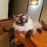 cat, indoor, wooden_table, blue_eyes, fluffy, pet, feline, relaxed, domestic, animal, fur, table, door, wicker_basket, home, living_room, light, window, curtain, carpet