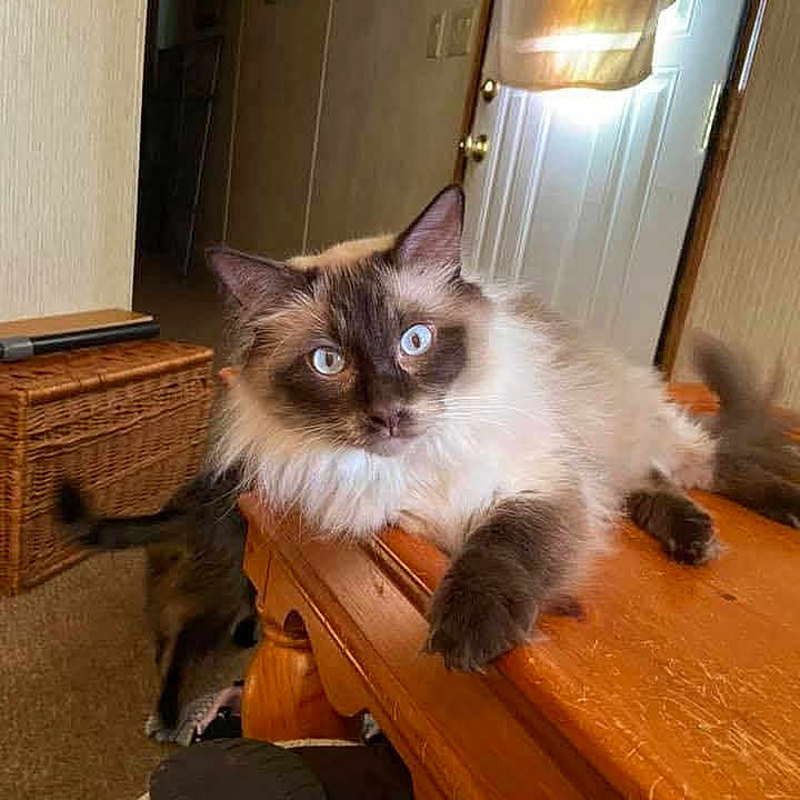 Rosko is registered to the contest to win money with this photo: cat, indoor, wooden_table, blue_eyes, fluffy, pet, feline, relaxed, domestic, animal, fur, table, door, wicker_basket, home, living_room, light, window, curtain, carpet