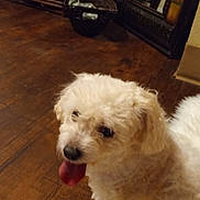 Keaton joined the competition — help win amazing prizes! dog, white_dog, curly_fur, tongue_out, indoor, wooden_floor, rug, mirror, shelf, decor, playful, pet, animal, home, cozy, flooring, furniture, reflection, resting, cute