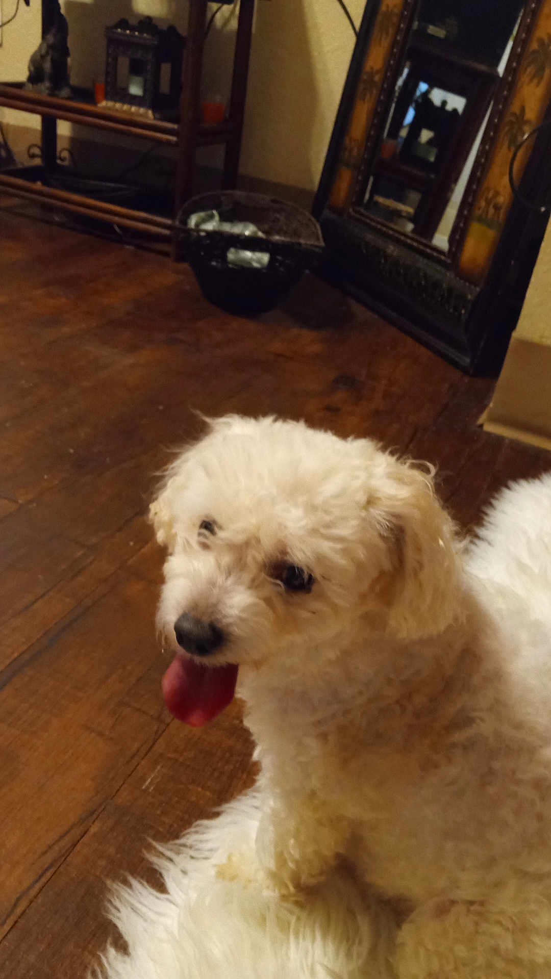 Keaton joined the competition — help win amazing prizes! dog, white_dog, curly_fur, tongue_out, indoor, wooden_floor, rug, mirror, shelf, decor, playful, pet, animal, home, cozy, flooring, furniture, reflection, resting, cute