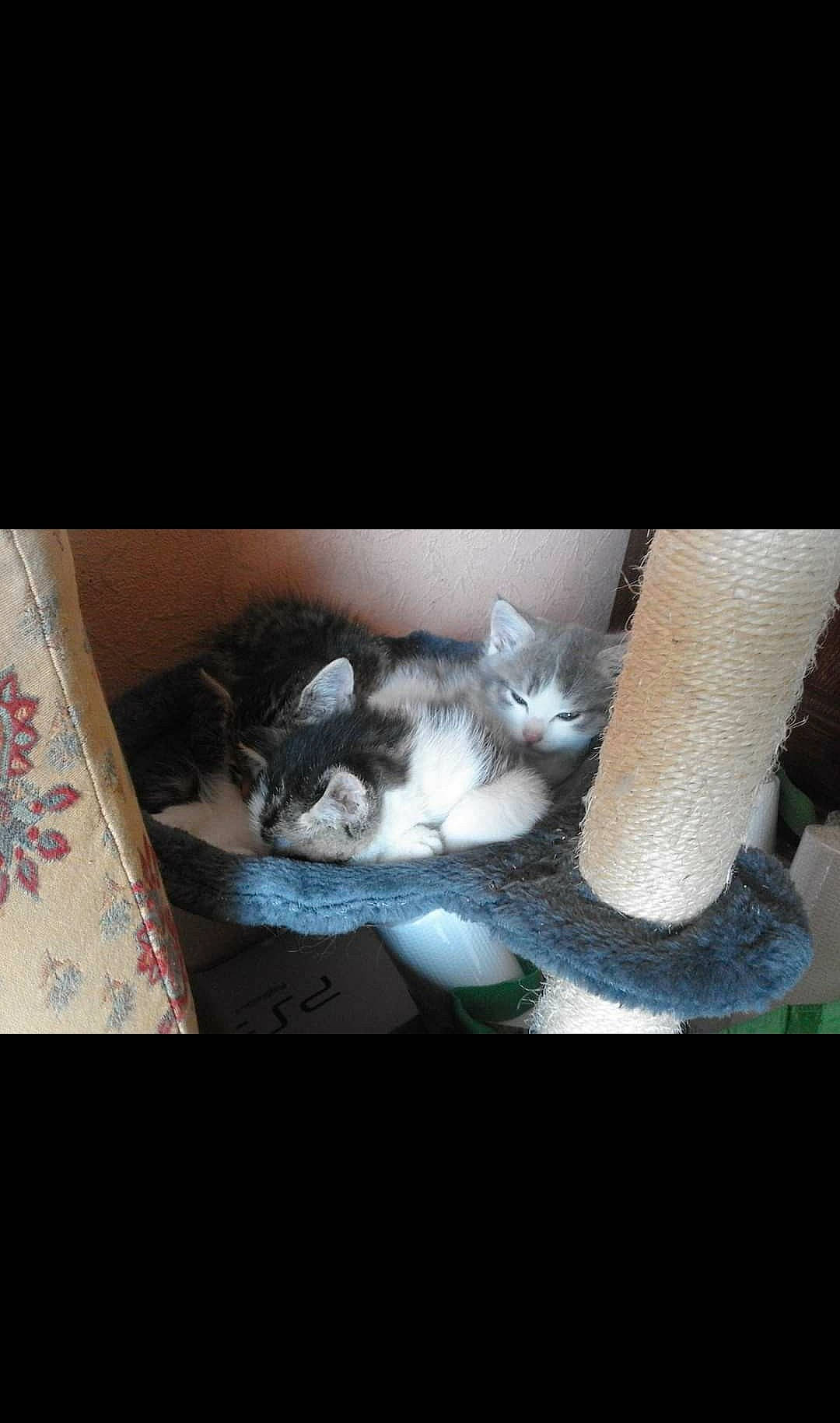 Chipie participe au concours pour gagner de l'argent avec cette photo : carnivore, cat, cloud, comfort, companion_dog, darkness, domestic_short_haired_cat, felidae, fur, human_leg, linens, paw, photo_caption, room, small_to_medium_sized_cats, still_life_photography, table, tail, whiskers, wood