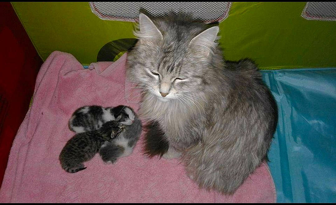 Chipie a rejoint le concours — aidez-le/la à gagner de superbes lots ! british_longhair, carnivore, cat, claw, comfort, domestic_short_haired_cat, felidae, fur, grey, paw, small_to_medium_sized_cats, snout, tail, terrestrial_animal, whiskers