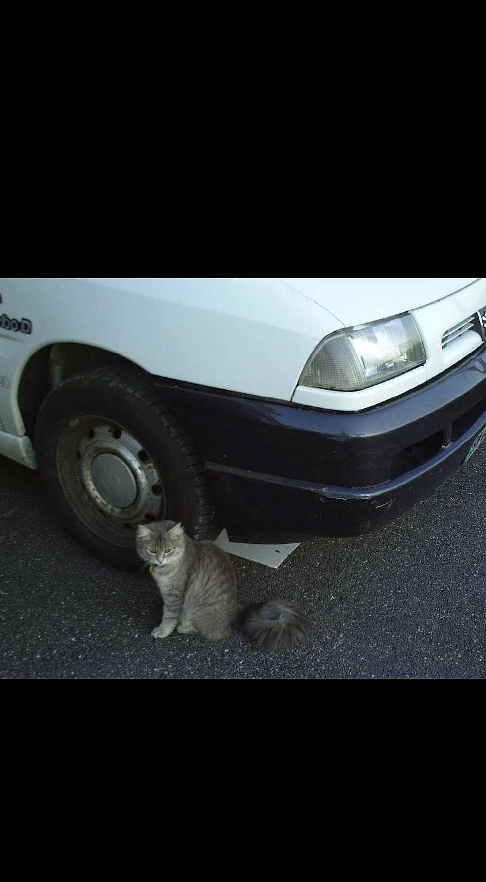 Chipie participe au concours pour gagner de l'argent avec cette photo : alloy_wheel, asphalt, automotive_design, automotive_lighting, automotive_parking_light, automotive_tire, bumper, car, grille, headlamp, hood, hubcap, motor_vehicle, rim, synthetic_rubber, tire, tread, vehicle, vehicle_door, wheel