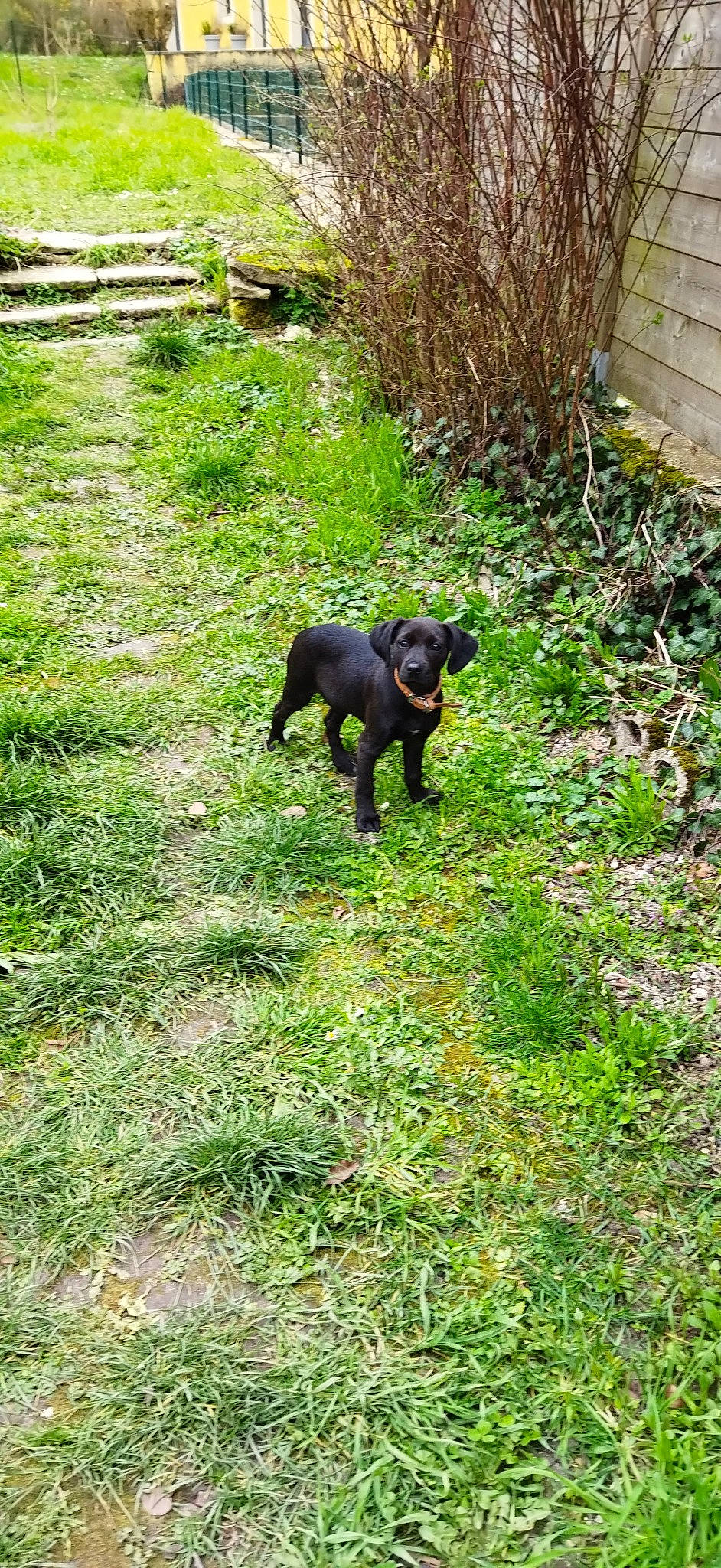 Vénus participe au concours pour gagner de l'argent avec cette photo : canidae, carnivore, companion_dog, dog, dog_breed, garden, grass, grassland, groundcover, guard_dog, hunting_dog, pasture, plant, shrub, sporting_group, tail, terrestrial_animal, working_animal, working_dog, yard