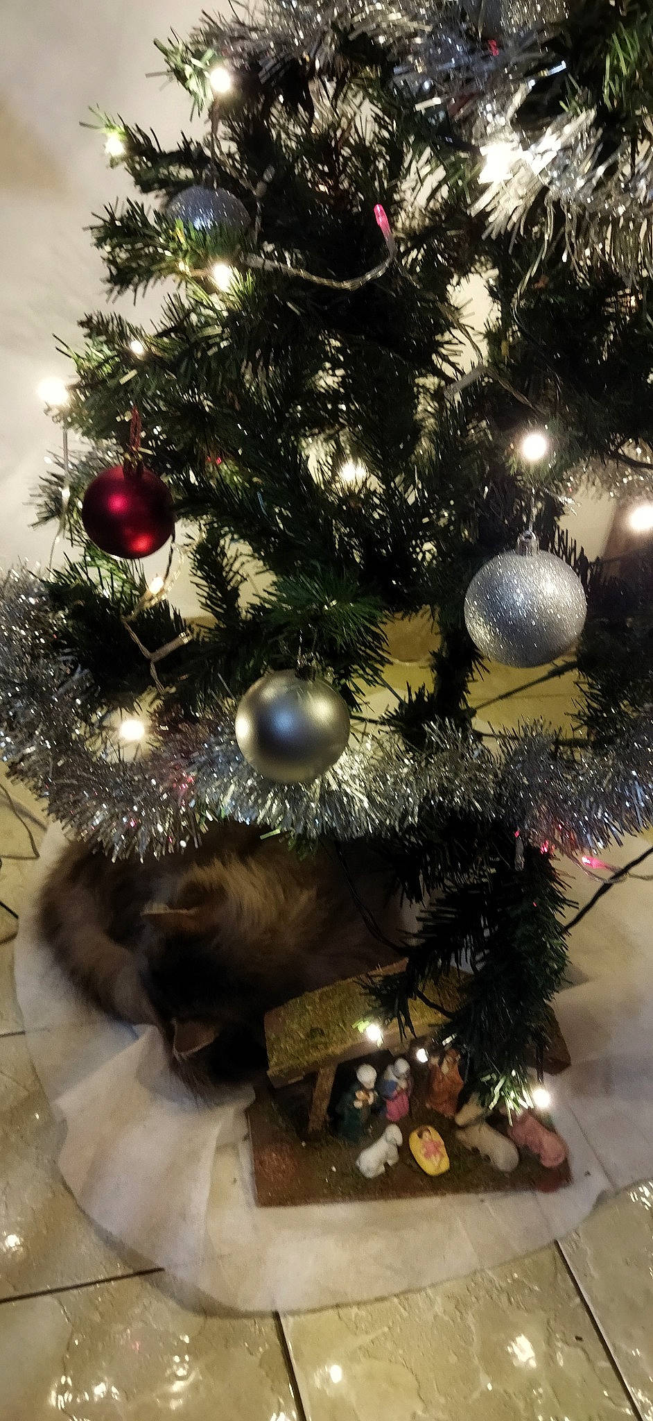 Chipie participe au concours pour gagner de l'argent avec cette photo : branch, christmas, christmas_decoration, christmas_eve, christmas_lights, christmas_ornament, christmas_tree, conifer, decoration, event, evergreen, holiday, holiday_ornament, ornament, plant, tints_and_shades, tradition, twig, wood, woody_plant