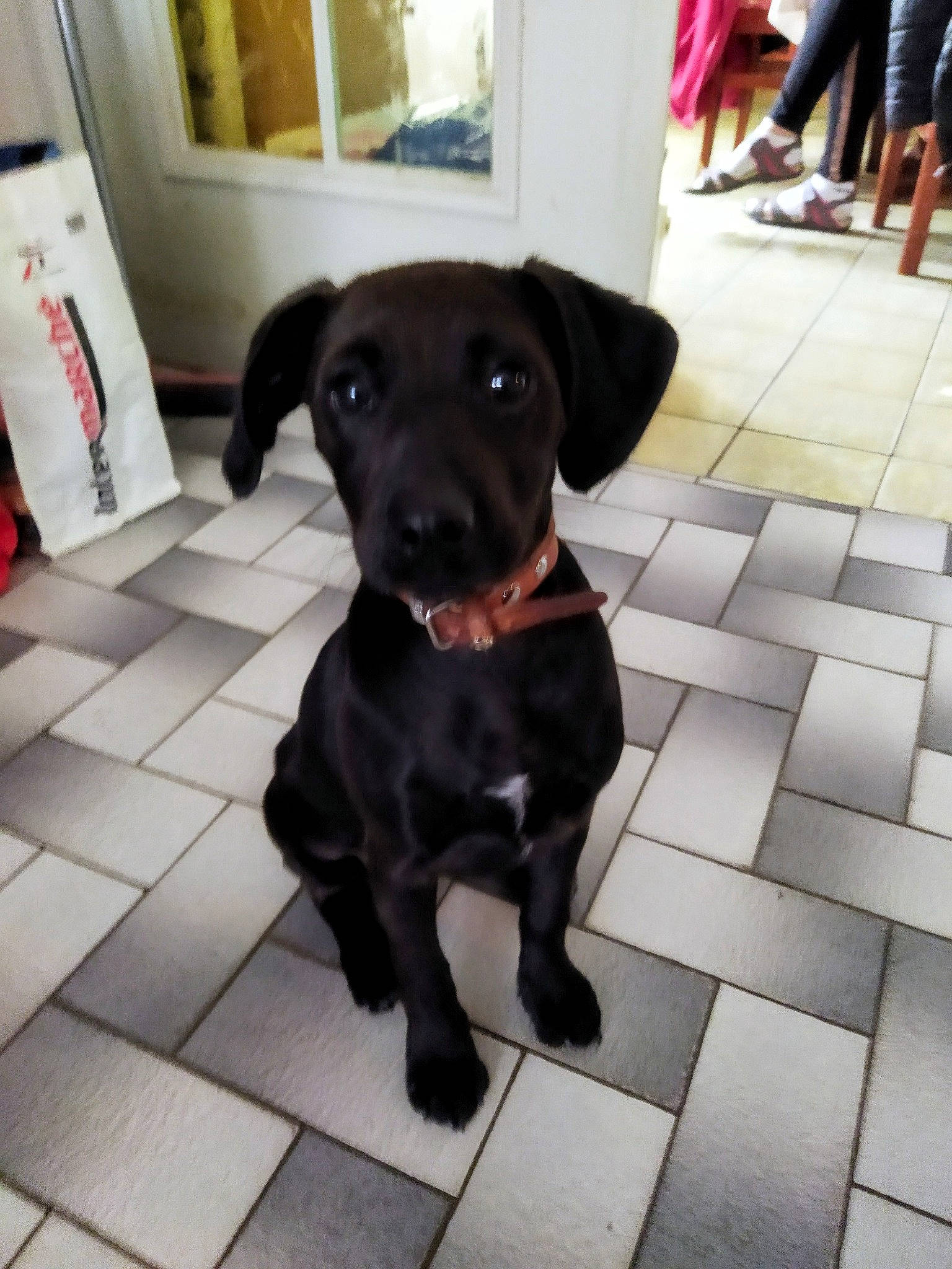 Vénus a rejoint le concours — aidez-le/la à gagner de superbes lots ! borador, canidae, carnivore, collar, companion_dog, dog, dog_breed, dog_collar, fawn, flooring, fur, gun_dog, liver, puppy, retriever, snout, sporting_group, tail, whiskers, working_animal