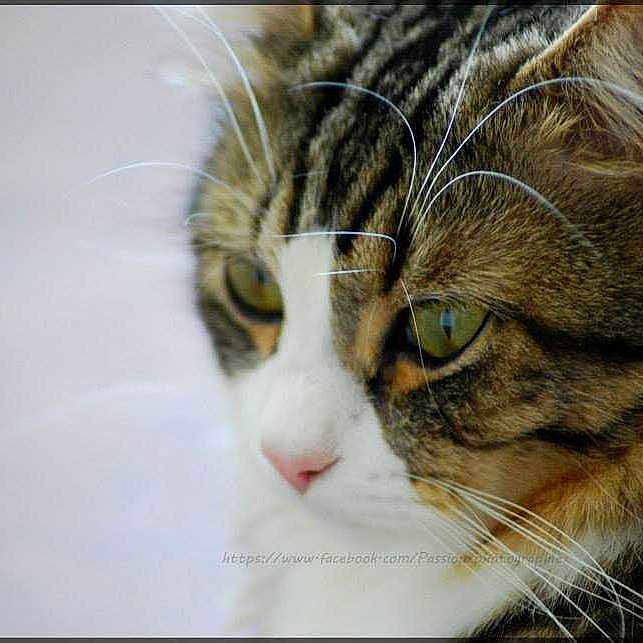 Tigrou