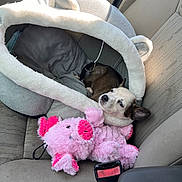 Willow is registered to the contest to win money with this photo: animal, canine, car, couch, cushion, dog, face, furniture, head, homedecor, person, pet, photography, plush, portrait, puppy, sleeping, toy, transportation, vehicle