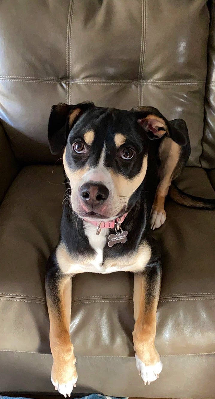 Paisley is registered to the contest to win money with this photo: boston_terrier, canidae, carnivore, collar, comfort, companion_dog, couch, dog, dog_breed, dog_clothes, dog_collar, fawn, leash, non_sporting_group, pet_supply, snout, sporting_group, toy_dog, whiskers, working_animal