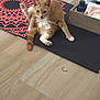 Alejandro is registered to the contest to win money with this photo: cat, ginger_cat, white_fur, yoga_mat, floor, indoor, pet, curious, sitting, relaxed, household_items, box, bottles, packets, wooden_floor, paw, ears, tail, whiskers, looking