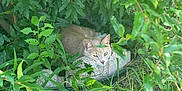 Alejandro is registered to the contest to win money with this photo: cat, animal, outdoor, greenery, bush, grass, nature, resting, relaxed, stone, leaf, plant, feline, wildlife, shaded, daylight, closeup, camouflage, quiet, peaceful